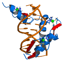 DNA